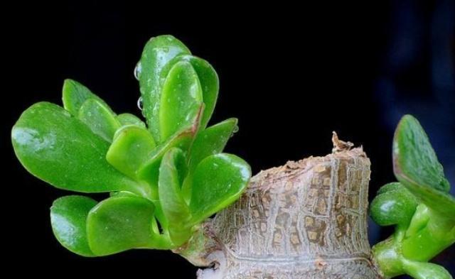 植物怎么快速木质化？有哪些促进方法？