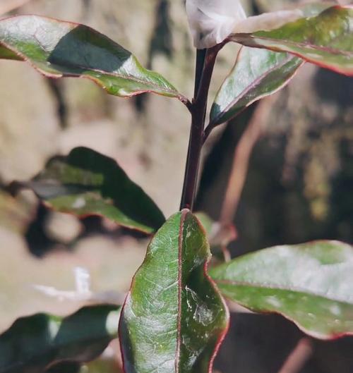 植物怎么快速木质化？有哪些促进方法？