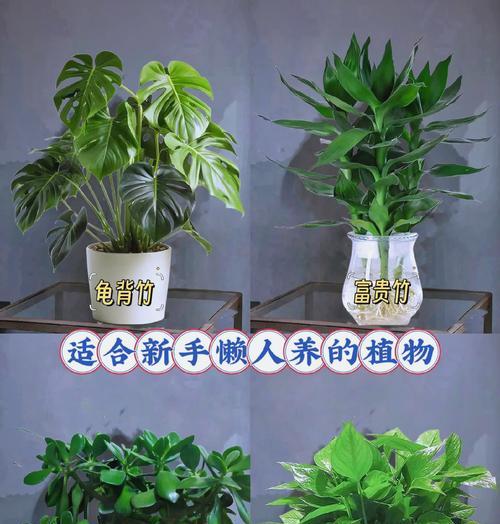 如何不花钱就能养活植物？