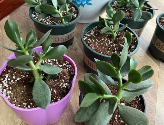 如何不花钱就能养活植物？