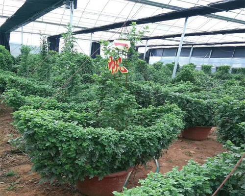 秋季花卉苗木栽植有哪些技巧？如何确保成活率？