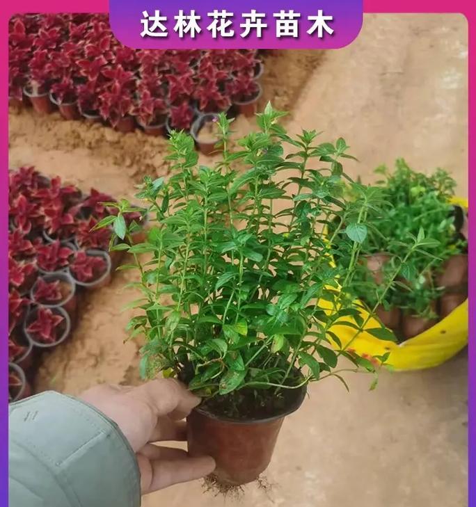 秋季花卉苗木栽植有哪些技巧？如何确保成活率？