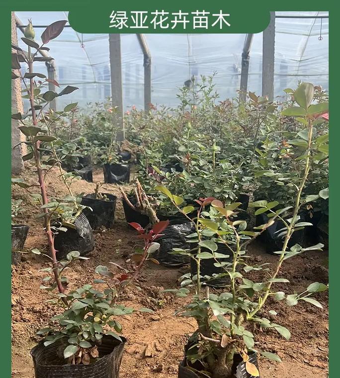 秋季花卉苗木栽植有哪些技巧？如何确保成活率？