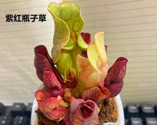 红色阴性盆栽植物有哪些？它们的养护要点是什么？