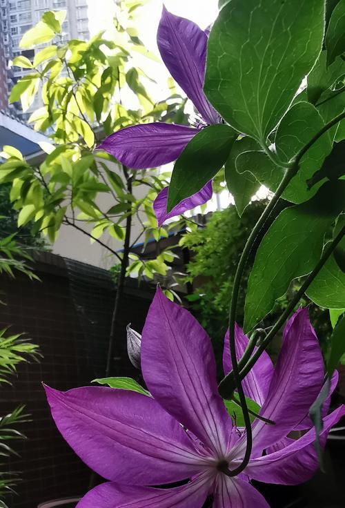 适合鱼缸的紫色植物有哪些？如何搭配水族环境？