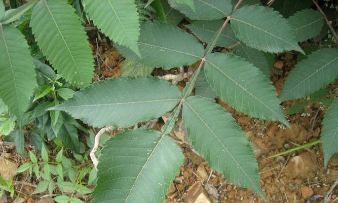 互生叶序的植物有哪些?它们的特点是什么?