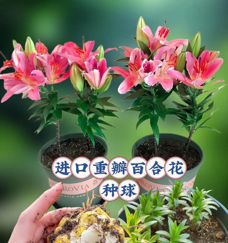 重瓣百合怎么插？有哪些技巧和注意事项？