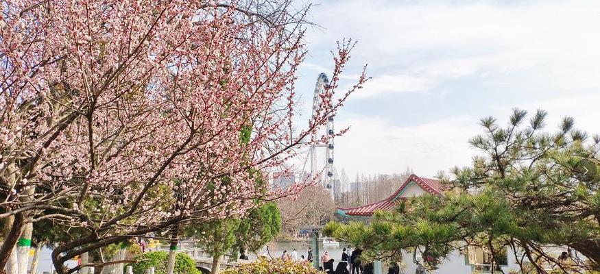 庐阳区路边花卉市场有哪些特色?如何选购合适的花卉?