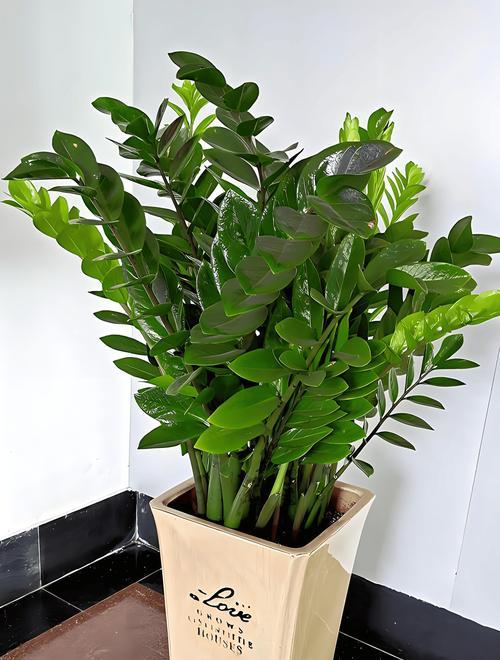 吊钟植物盆栽活树怎么养？如何保持其健康生长？