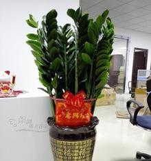 闽南地区乔迁送哪种盆栽合适？