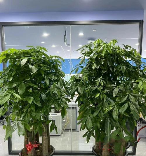 闽南地区乔迁送哪种盆栽合适？