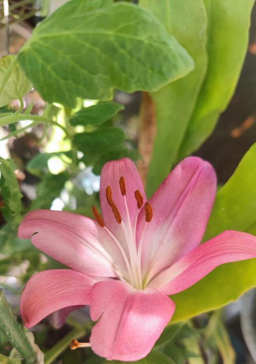 百合开花过程什么意思？百合从花苞到盛开的每个阶段代表什么？