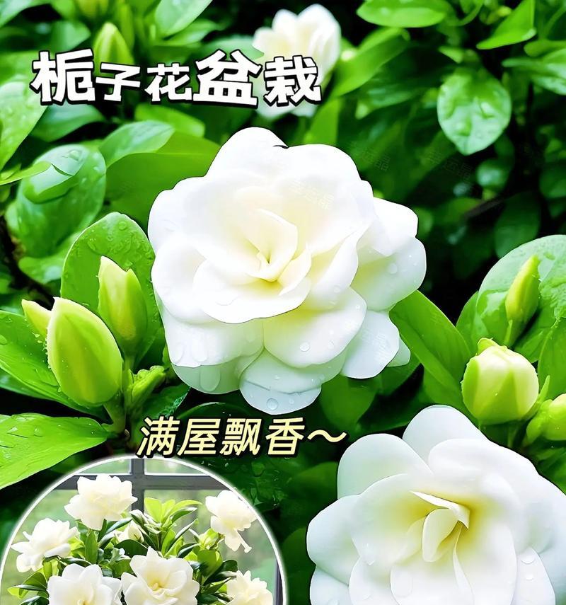 桅子花的花语及其代表的情感是什么？