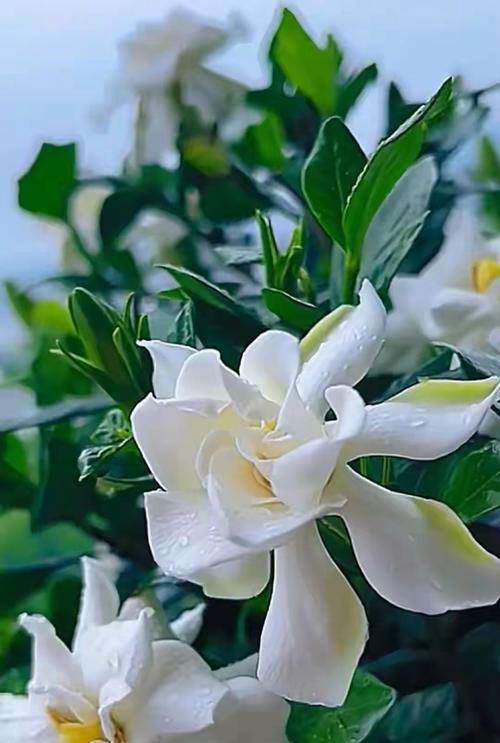 桅子花的花语及其代表的情感是什么？