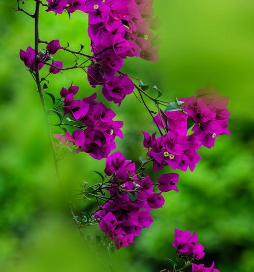 什么花的花语坚强?坚强的花语有哪些?