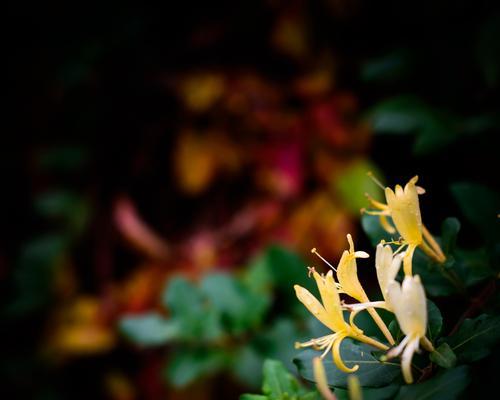 什么花的花语坚强？坚强的花语有哪些？