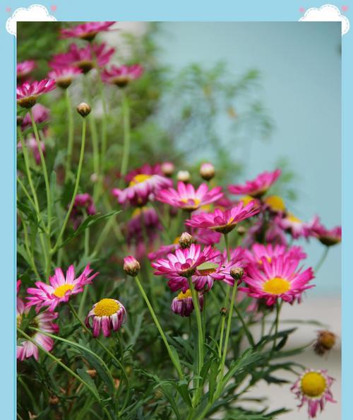 什么花的花语坚强？坚强的花语有哪些？