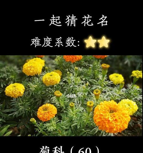 哪些花卉象征长寿?它们各自的花名是什么?