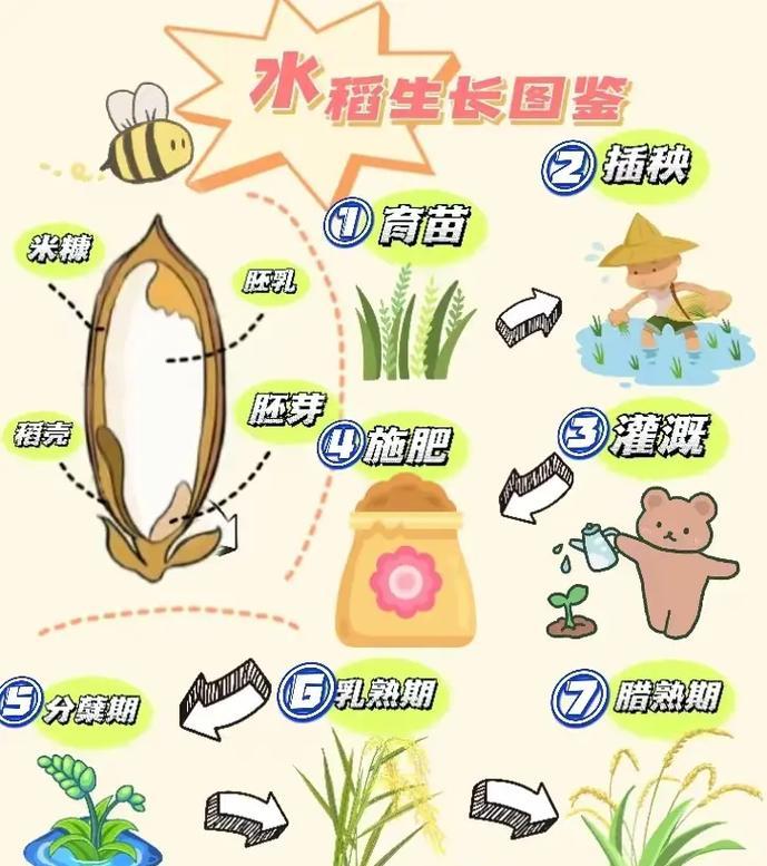 水稻拔节是什么意思？这一过程对水稻生长有何影响？