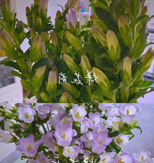 风铃草的花语有何深意？它象征着什么？