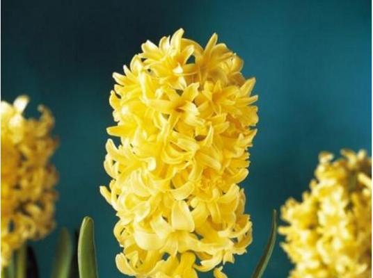 百合花玉石摆件的寓意和象征是什么？