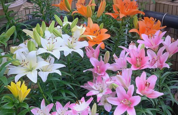 纯洁百合一世芳华什么意思？百合花的纯洁象征何在？