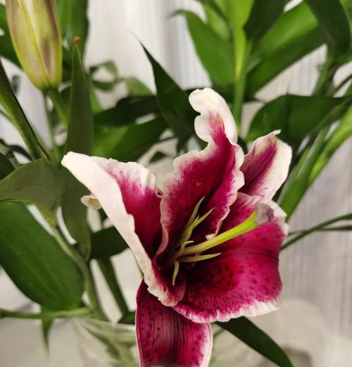 纯洁百合一世芳华什么意思？百合花的纯洁象征何在？