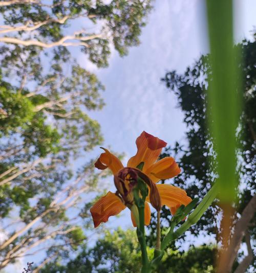 哪种花代表忘记？花语中忘记的含义是什么？