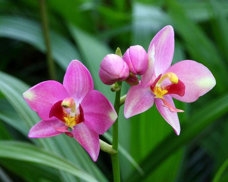 哪种兰花的花语最特别？兰花在花语中的独特之处是什么？