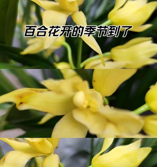 哪种兰花的花语最特别？兰花在花语中的独特之处是什么？