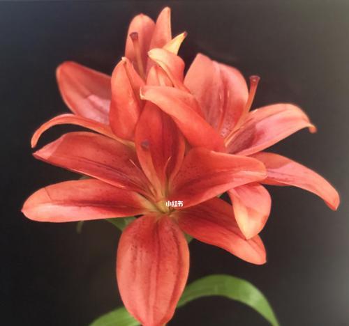 白色百合加红色玫瑰花代表什么？红橙白玫瑰又是什么意思？