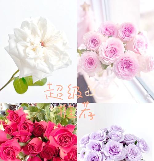 魔术玫瑰花代表什么情感？