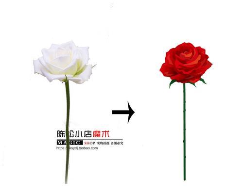 魔术玫瑰花代表什么情感？