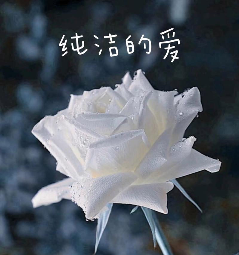 海中的白玫瑰花语是什么？它有什么特别的含义？
