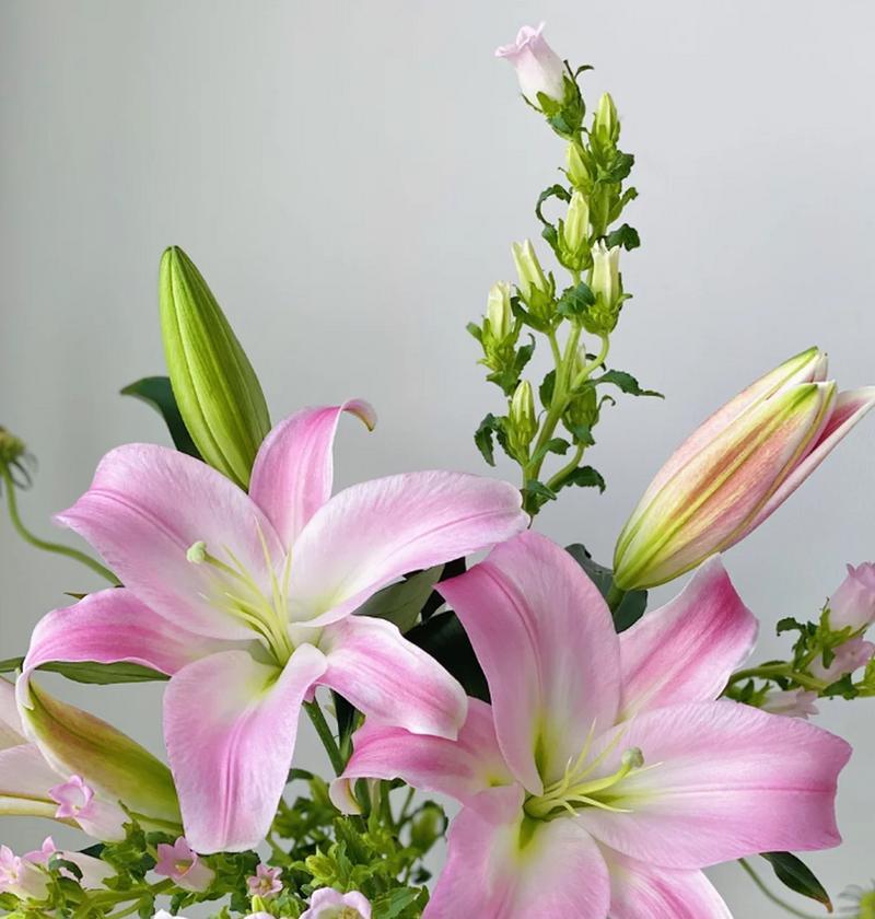 百合花的优雅名称有哪些含义？