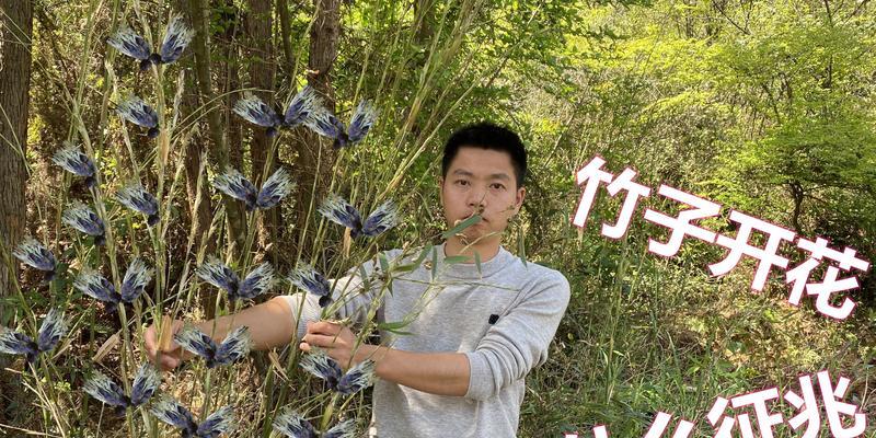 开花竹子寓意着什么？竹子开花有何特殊含义？