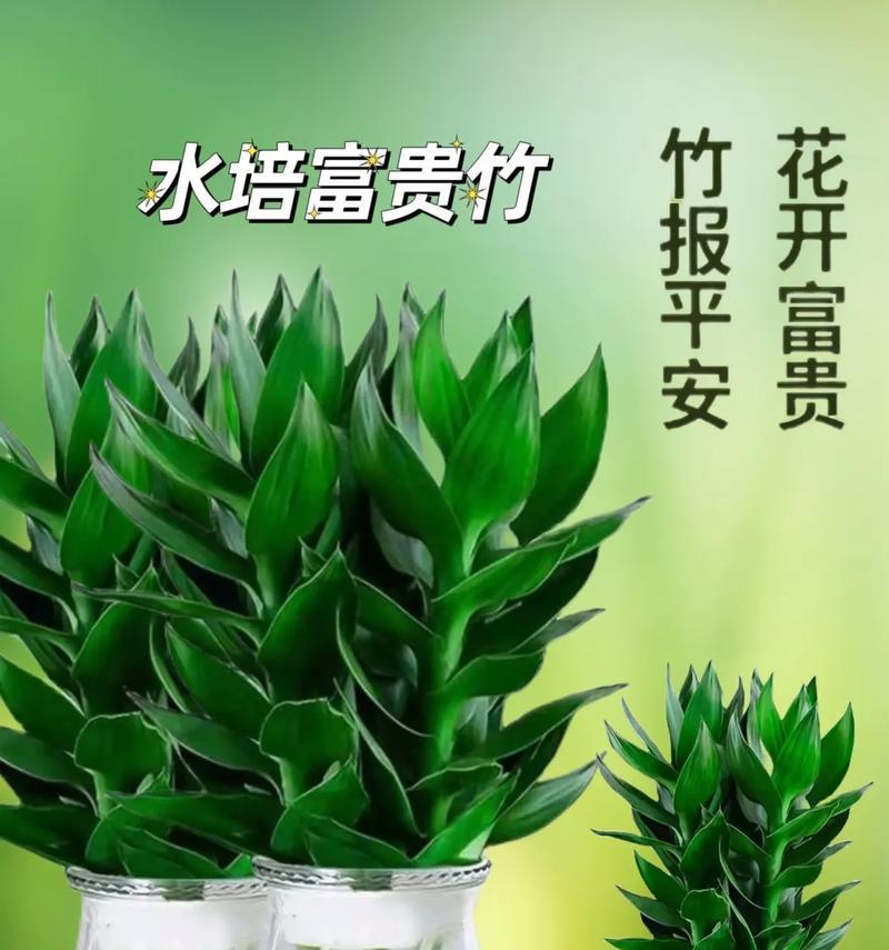 开花竹子寓意着什么？竹子开花有何特殊含义？