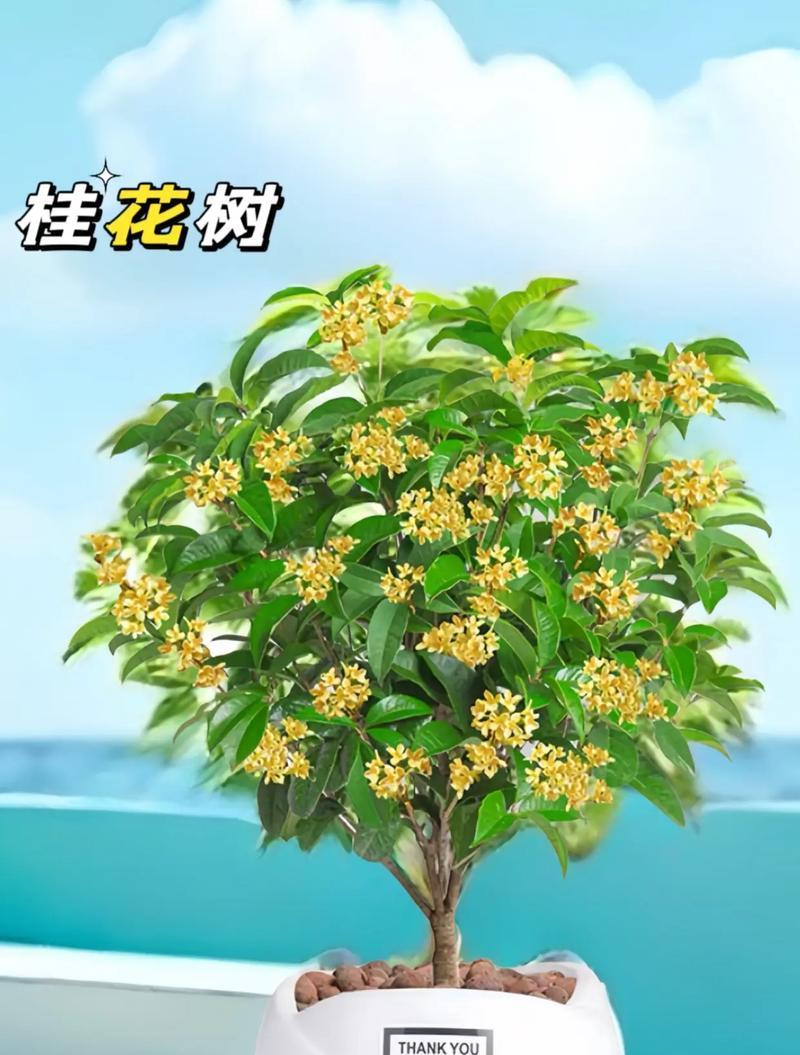 花卉挂单是什么意思啊？花卉挂单在园艺中的作用是什么？