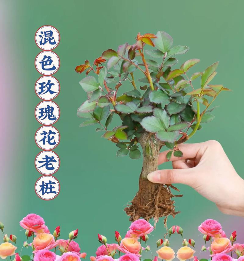 十朵白玫瑰加一朵红玫瑰的花语是什么？