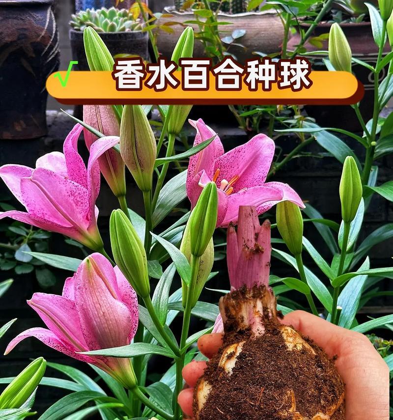 淡淡百合花代表什么?它的花语有哪些特别之处?