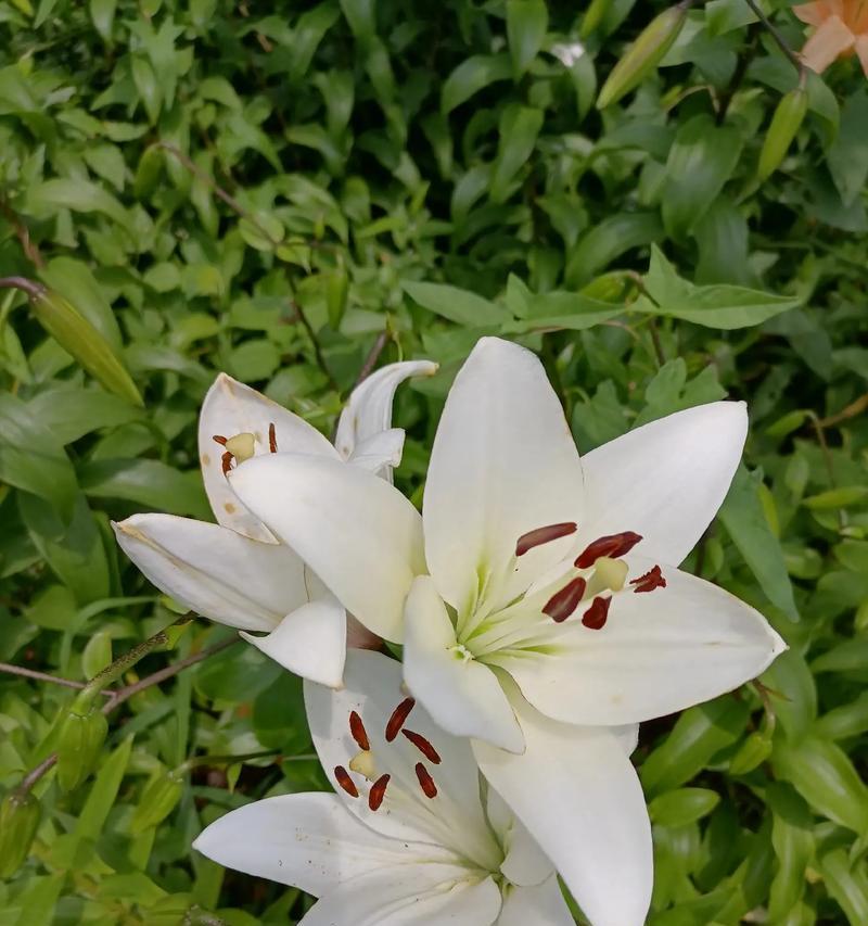 百合花寓意别称和雅称是什么？百合花还有哪些美好的别称？