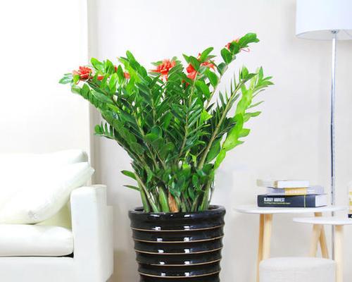 搬家时送哪种盆栽最为合适？