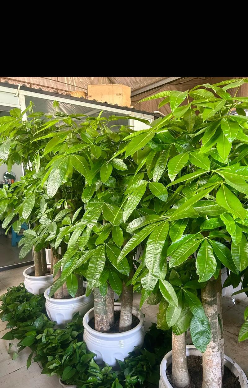 搬家时送哪种盆栽最为合适？