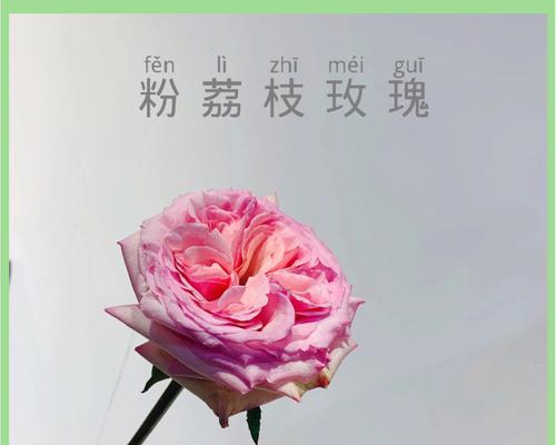 粉色玫瑰通常蕴涵了哪些意义？