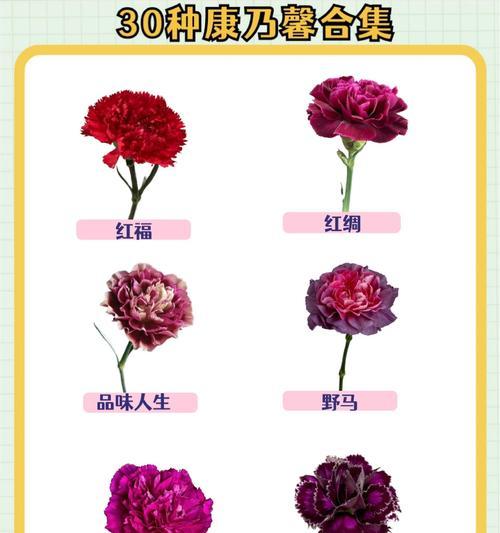 玫瑰和康乃馨组合的花语是什么？
