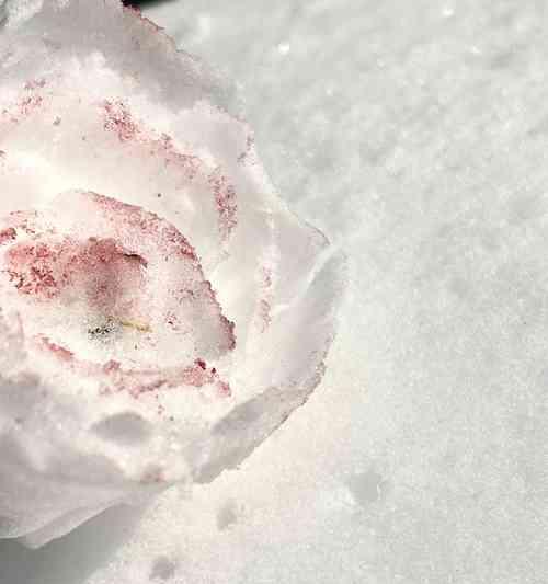 女朋友送雪地玫瑰花意味着什么？这背后有何深意？
