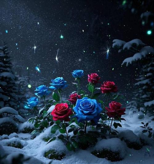 女朋友送雪地玫瑰花意味着什么？这背后有何深意？