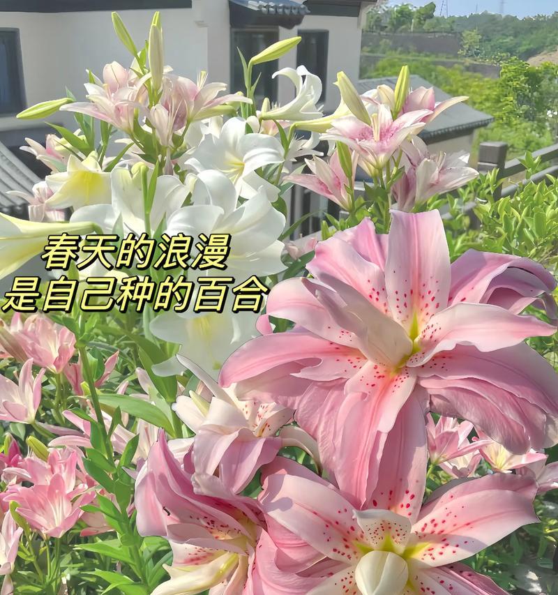 百合花在房间摆设中的含义是什么？