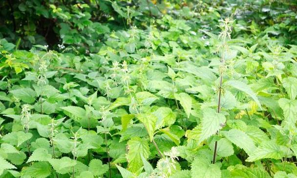 植物藿香有哪些用途？它的药用价值是什么？