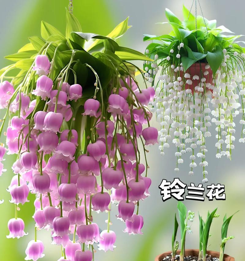 铃兰种植时应选择什么样的花盆和花土？如何进行有效管理？